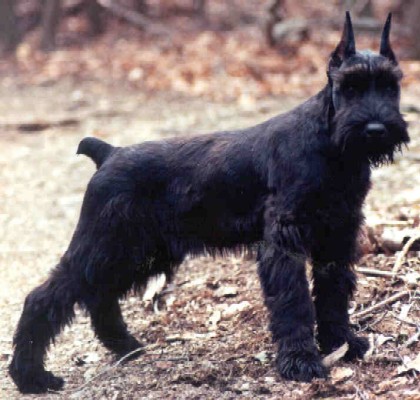 Gwen - Giant Schnauzer