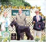 Westley - Number 1 2005 Giant Schnauzer