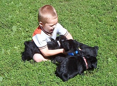 Hunter with Giant Schnauzer pups