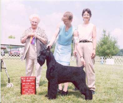 Giant Schnauzer - Charlie