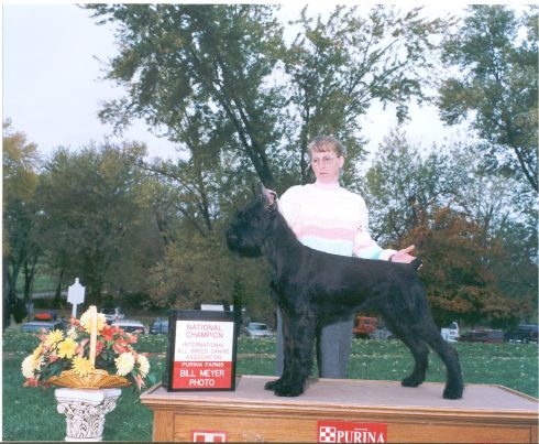 Giant Schnauzer - Dacia