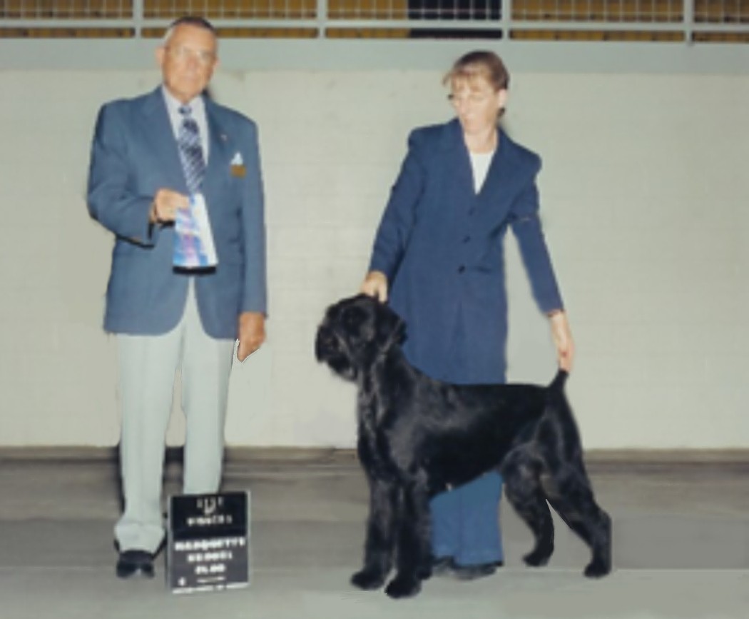 Hattens Giant Schnauzers - Gaja