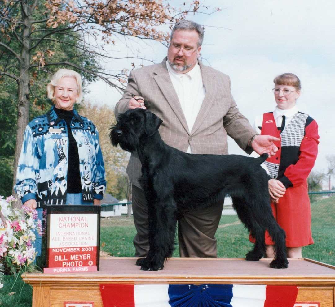 Giant Schnauzer Gaja