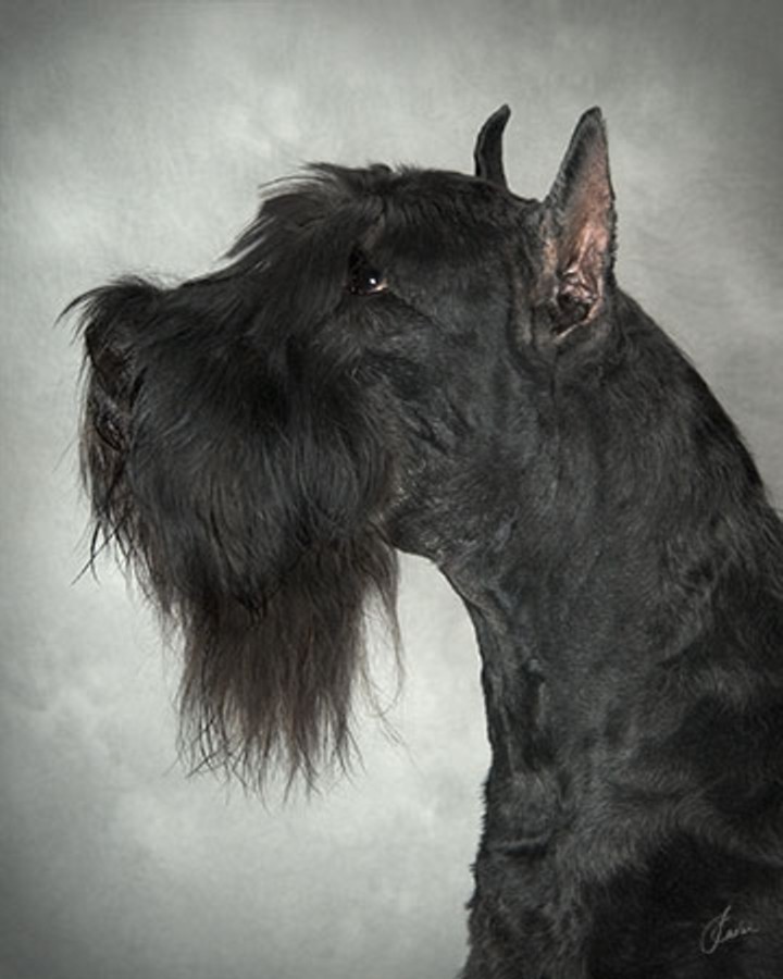 Giant Schnauzer - Lucas