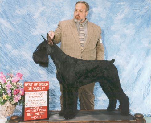 Giant Schnauzer Midi