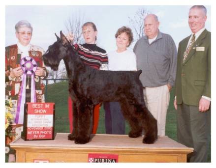 Giant Schnauzer - Rip