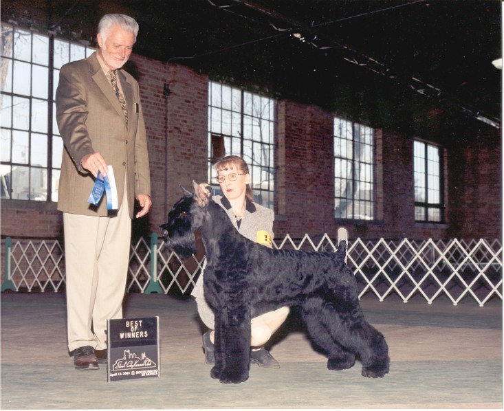 Giant Schnauzer Ziko